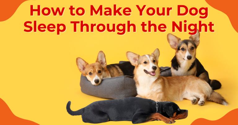 how to make your dog sleep