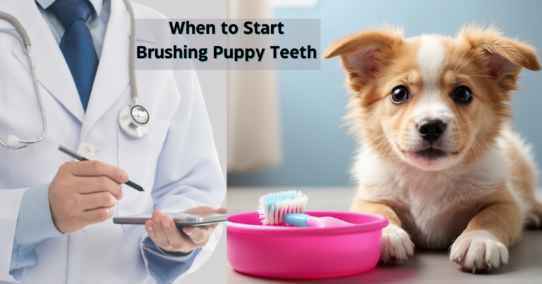 When to Start Brushing Puppy Teeth