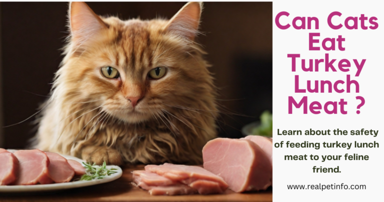 Can Cats Eat Turkey Lunch Meat?