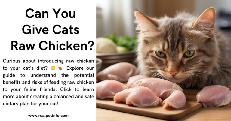 Can You Give Cats Raw Chicken? A Comprehensive Guide
