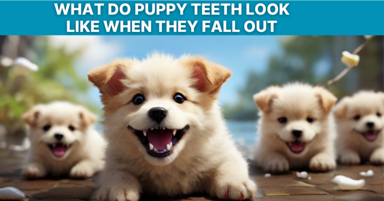 What do puppy teeth look like when they fall out