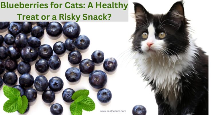 Can cats eat blueberries